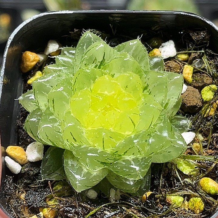 248翠云玉露锦头家多肉十二卷