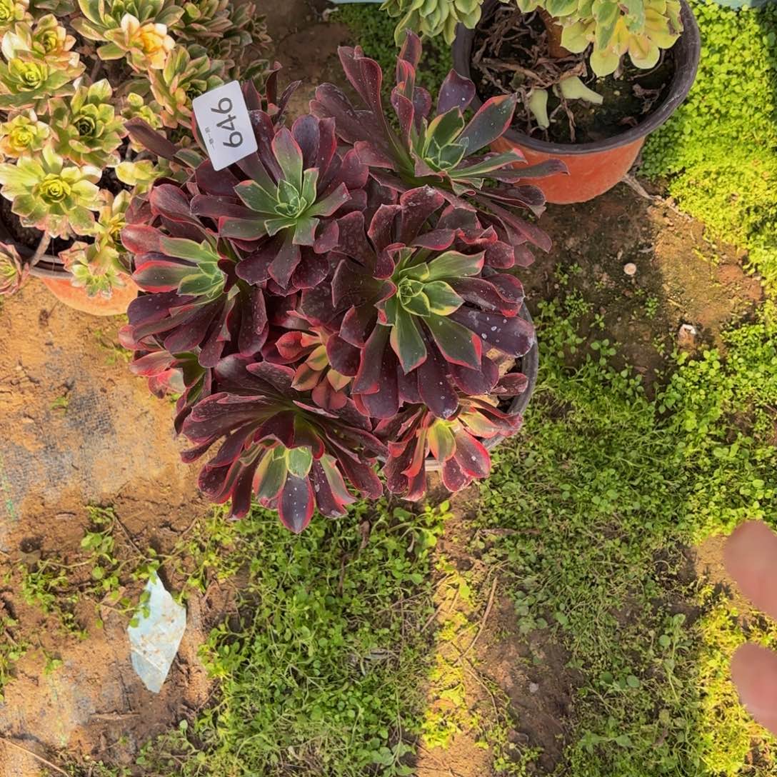 金丝雀646多肉植物