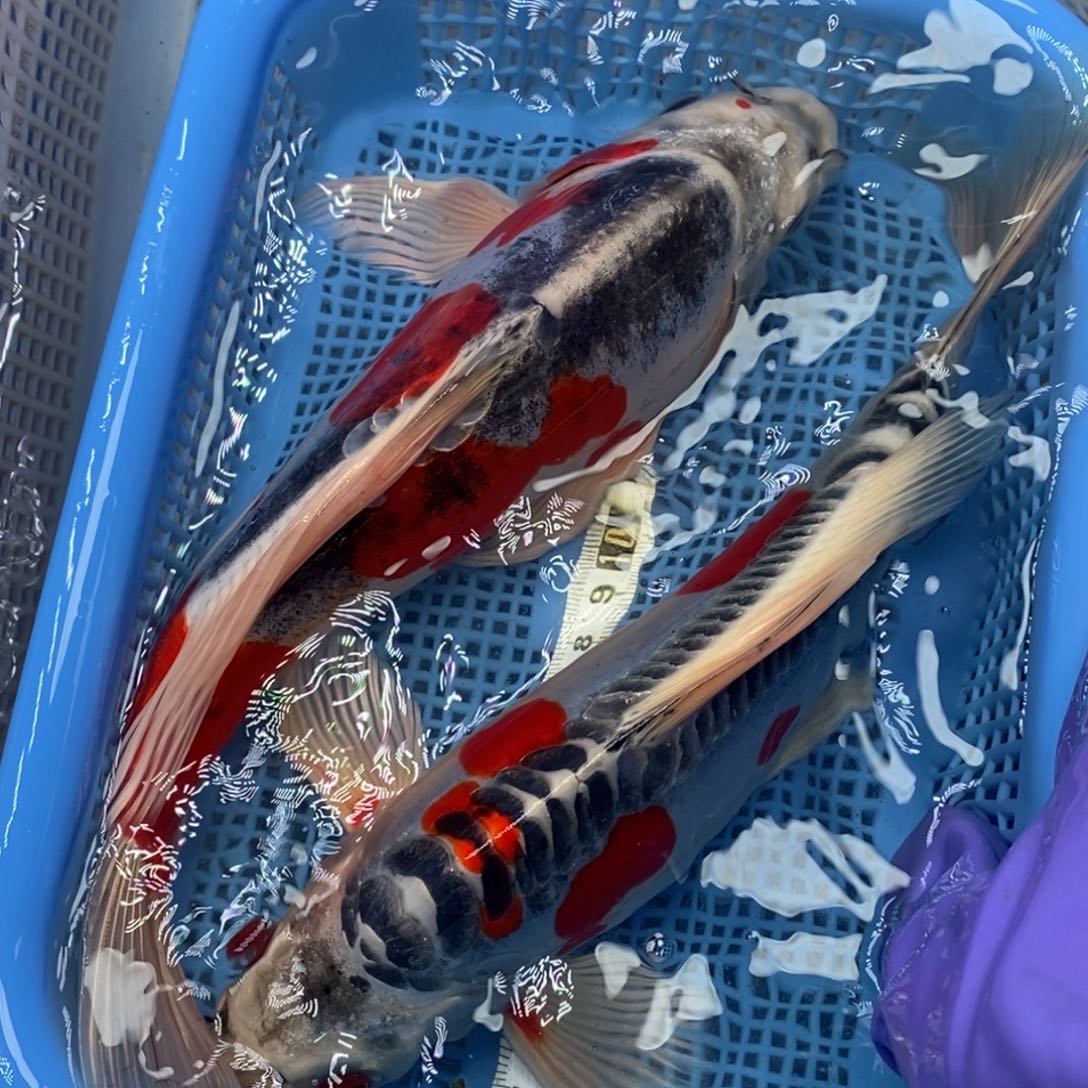 锦鲤冷水锦鲤包邮