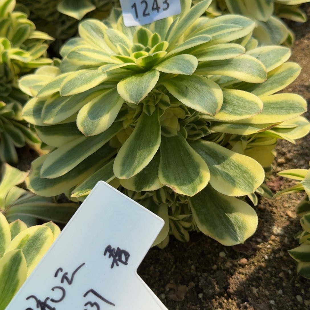 梦****1243迈巴赫。多肉植物