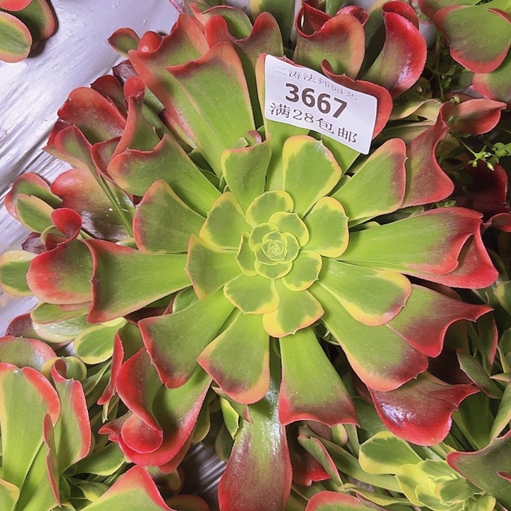 天***颊3667特斯拉多肉植物