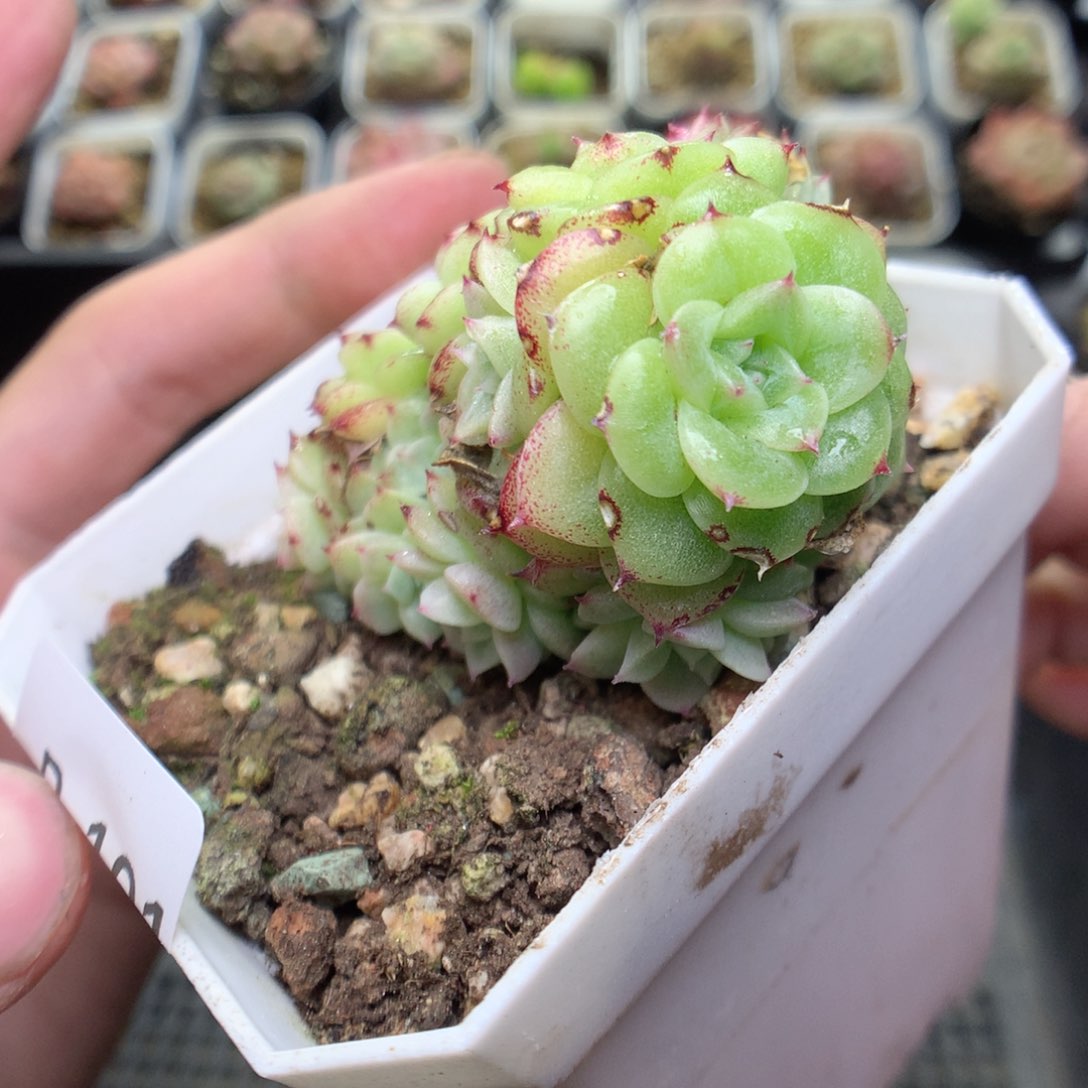 R101y y y y y y y y y y y