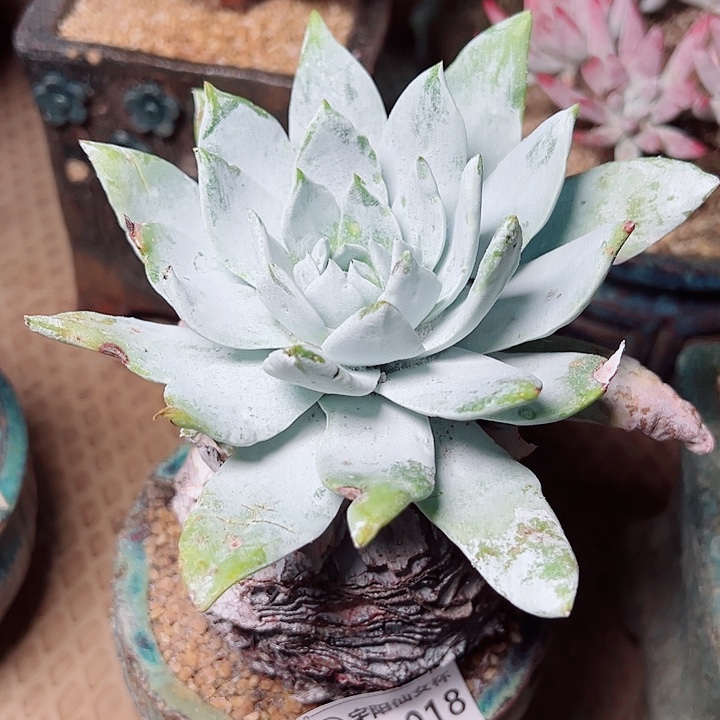 9018雪山仙女杯当天