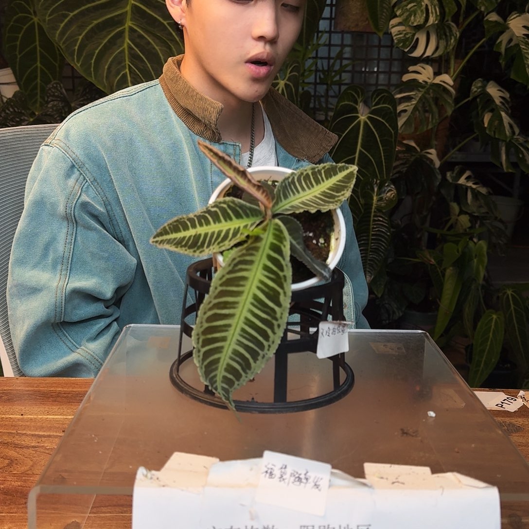 完全开放H65气泡紫金牛