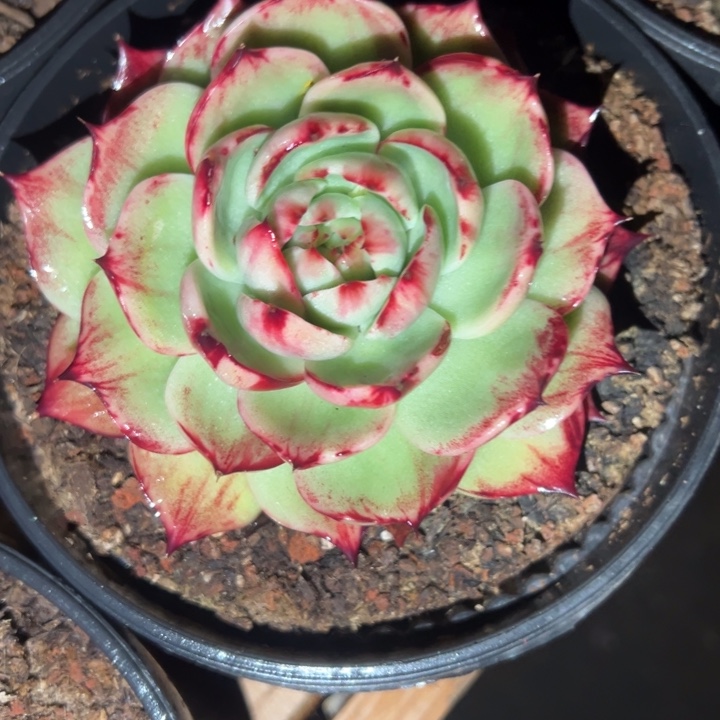 小***鹿多肉植物小鹿发货1111