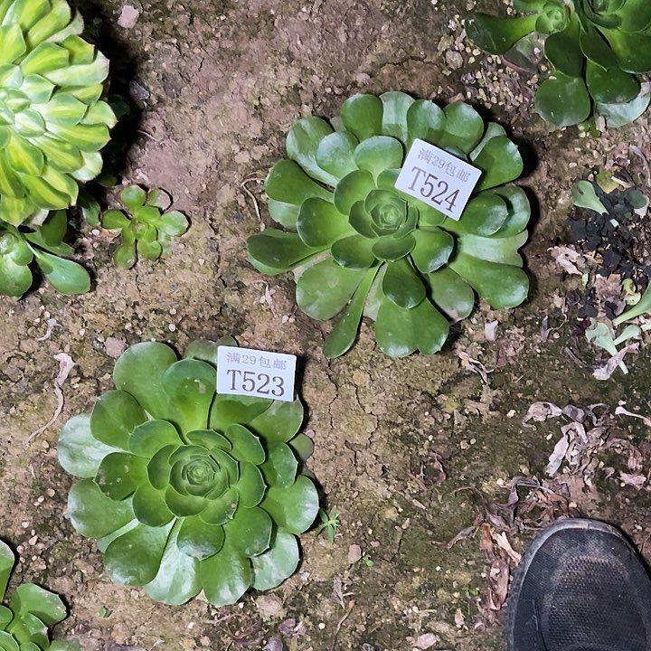 523  524香炉盘  多肉植物     