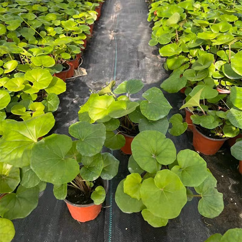 大叶吴风草盆栽花苗多年生四季耐寒耐热耐阴庭院阳台室外花卉绿植