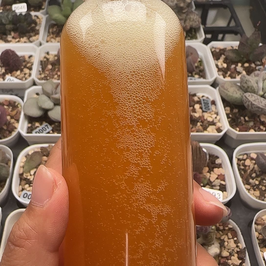 快乐水泡多肉植物