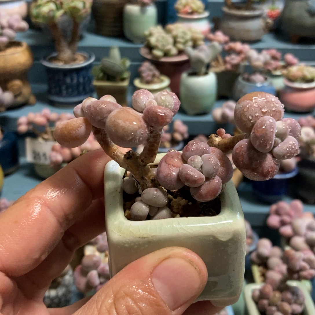 腰子桃蛋18.8带盆发货