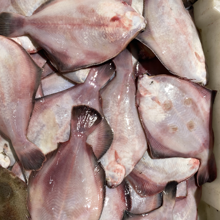 特大号鼓眼鱼野生海捕大小不一脱皮破肚正常青岛顺丰快递发货