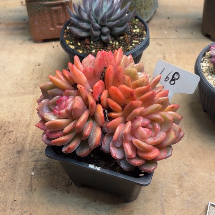 多肉植物，星影168号