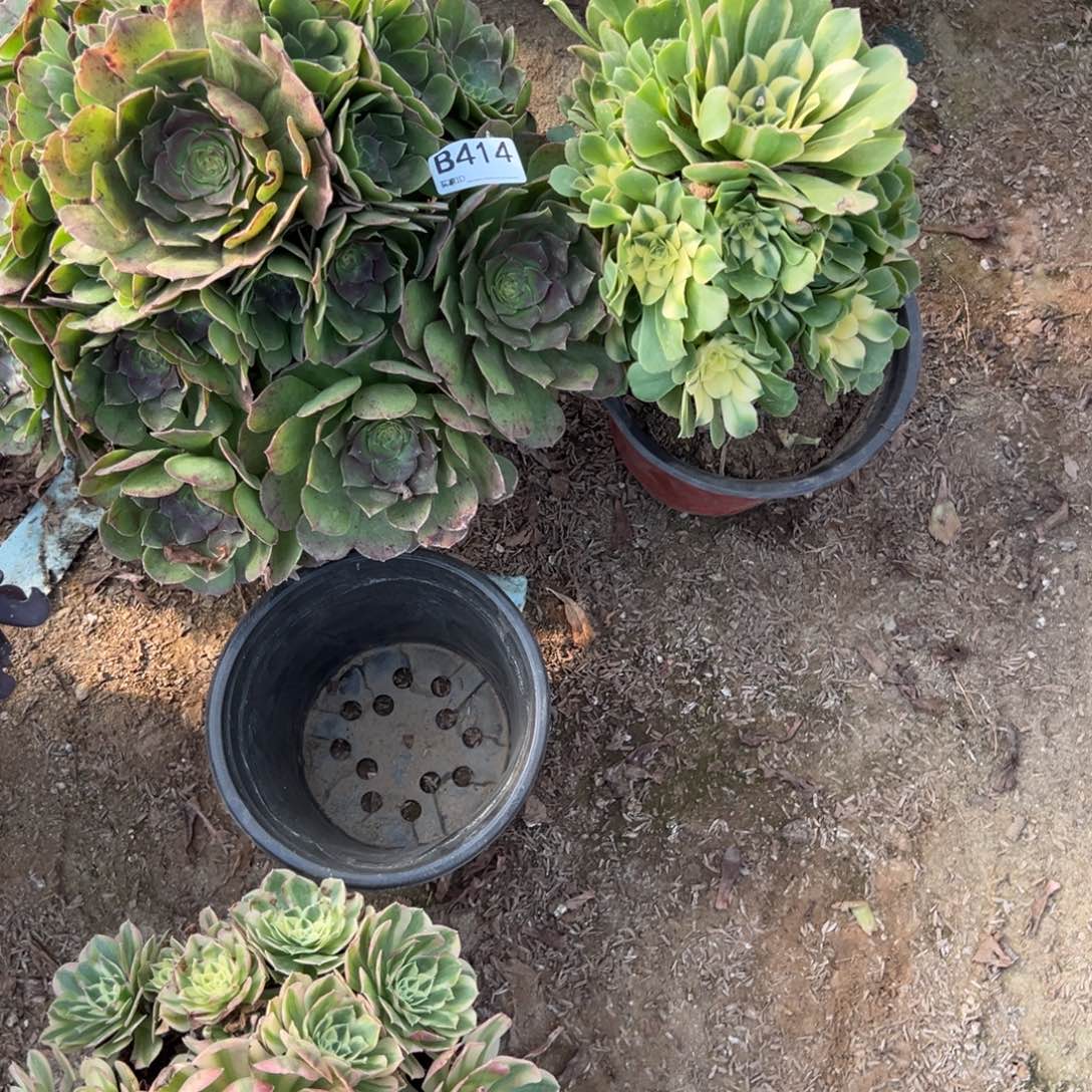 大***姐414两颗组合多肉植物法师多肉