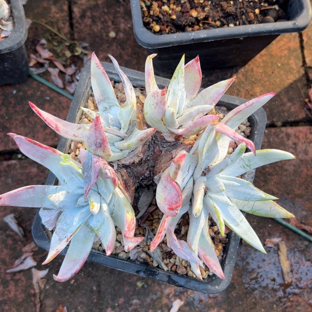 布瑞东尼～一物一拍953