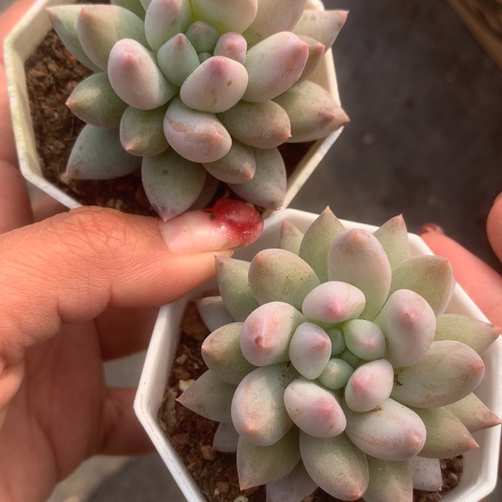 所罗门2大。 （满9.99包邮不满9.99发叶子）