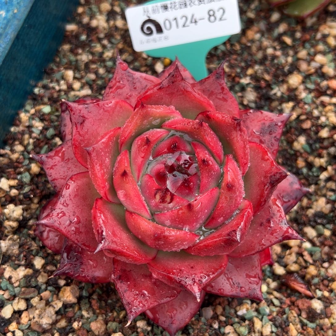 从前慢多肉精选编号0124.82