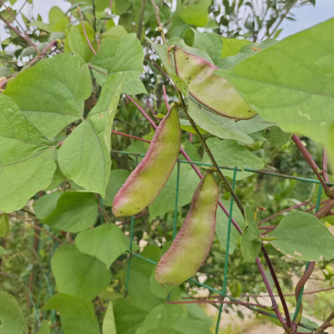 【鹅米豆】夏季新品鹅眉豆猪耳朵紫边眉豆  