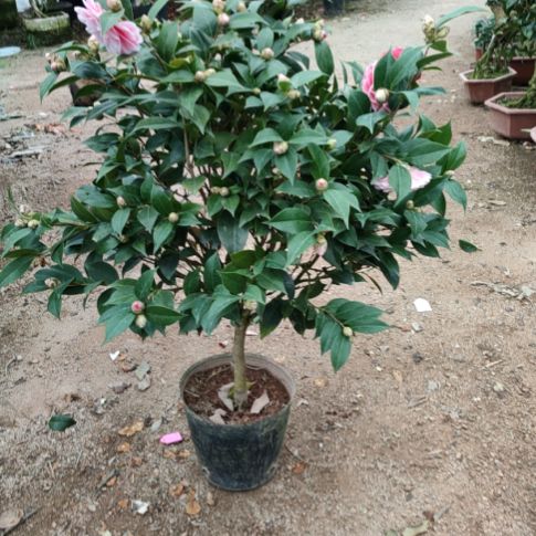 大部分花苞少量开放五色赤丹