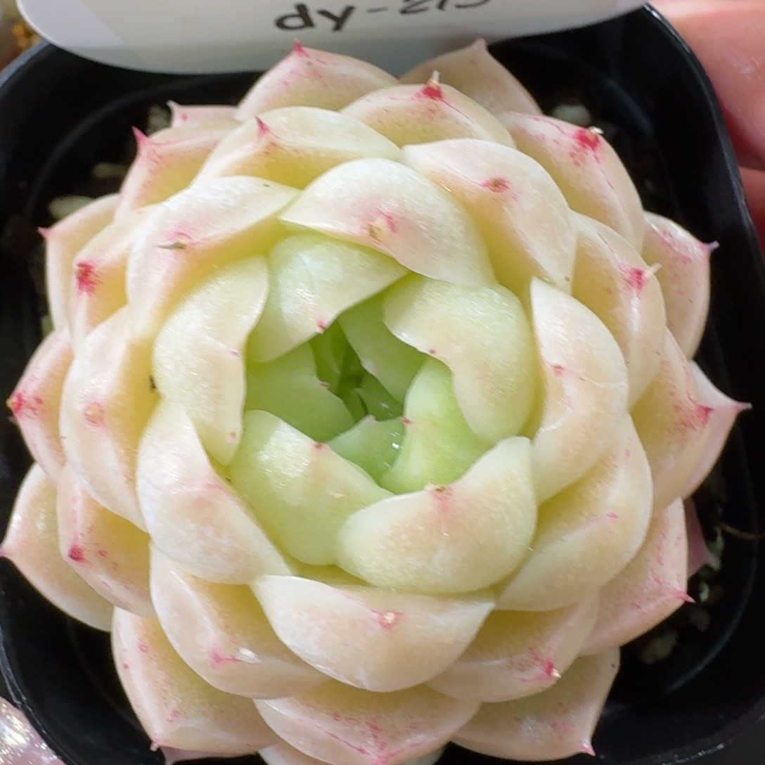 0129-0213-麦秆单头一颗