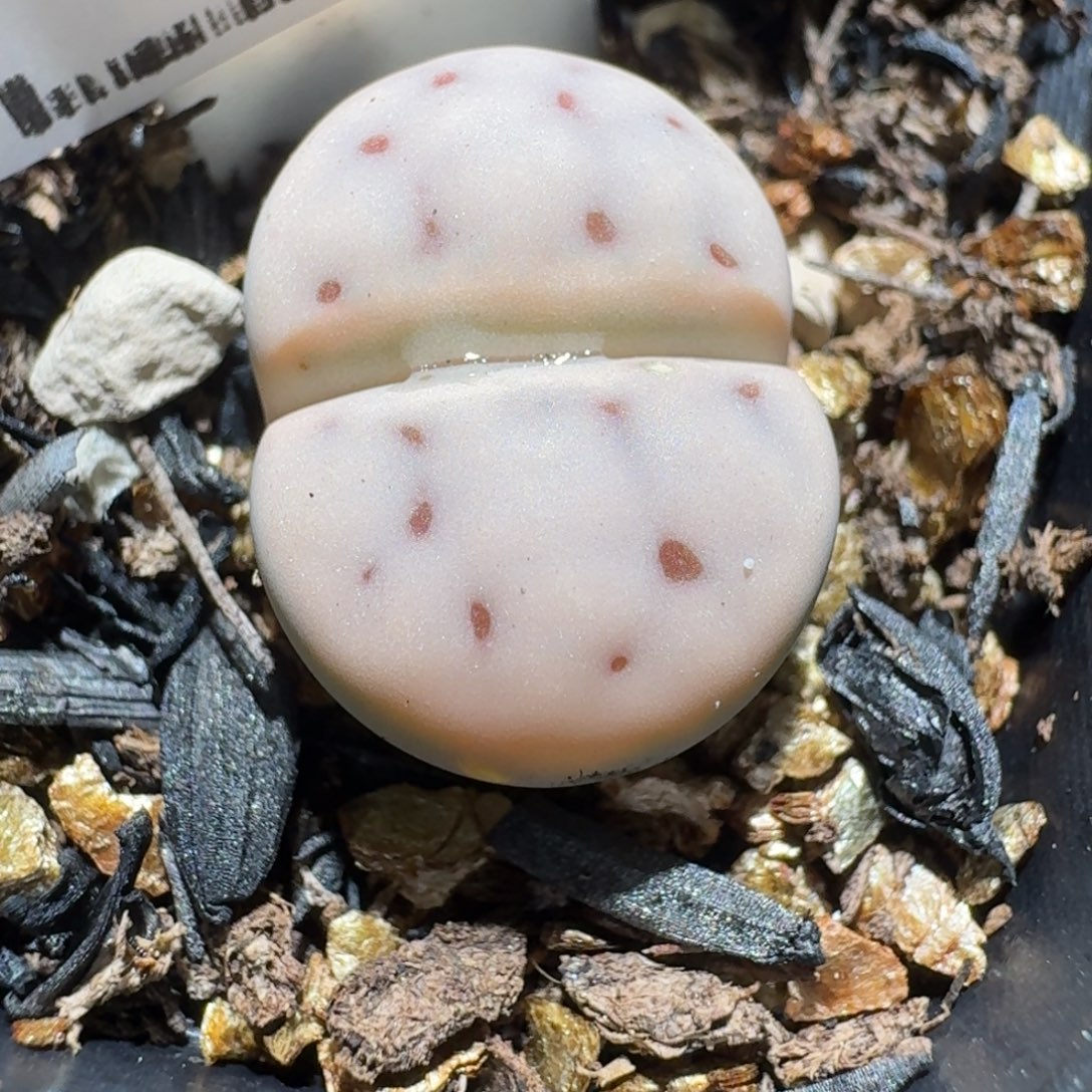 小黄车里捡漏去1384