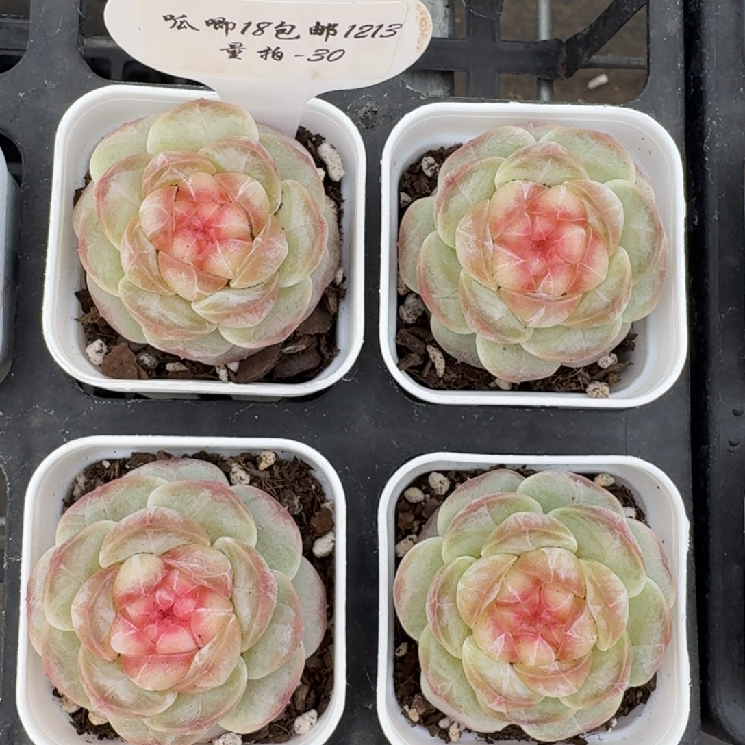 1213-030-荷包蛋一颗量拍