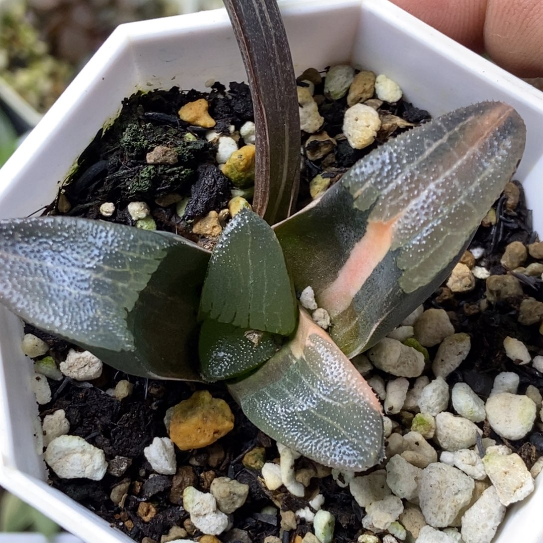 福利特价克锦一物一拍