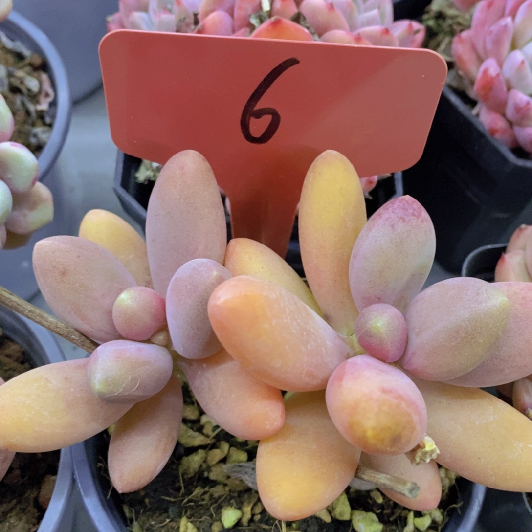 清货转场，一物一拍，看准