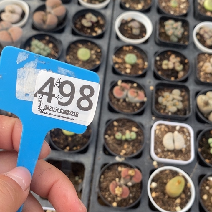 ****️生石花等植物的生长发育498