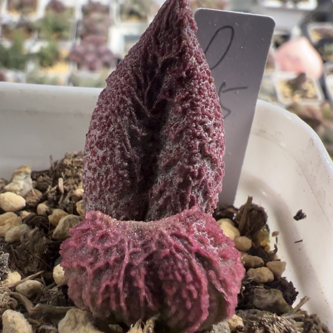 实生新品大苗多肉植物水泡