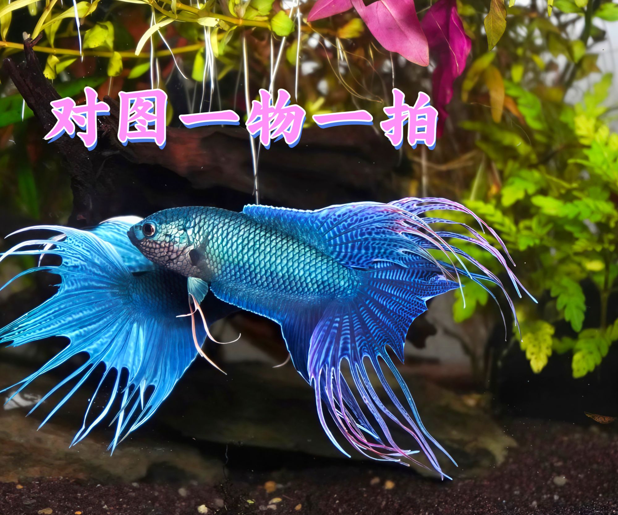(斗鱼对图一物一拍)中国斗鱼观赏鱼无纹蓝白兔黄金白化蓝改良普 