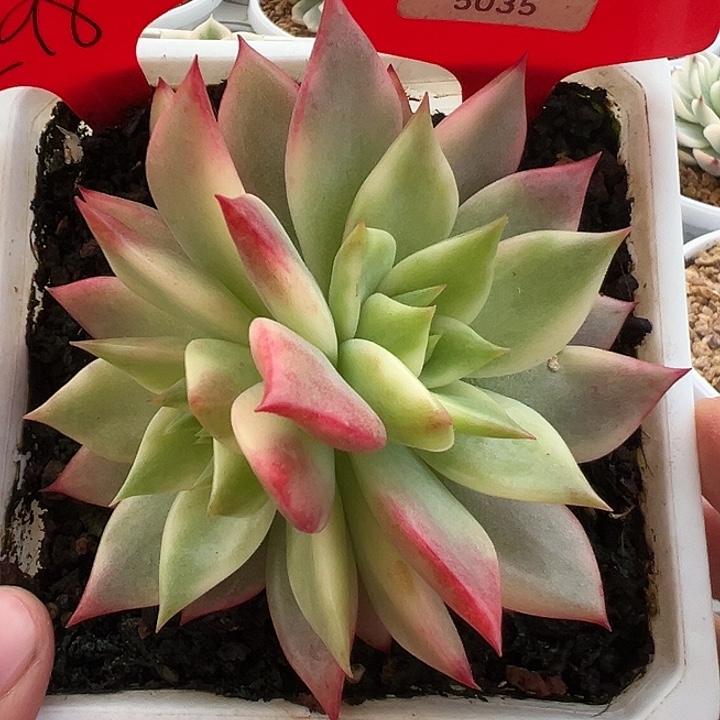 5035号弗兰克锦多肉