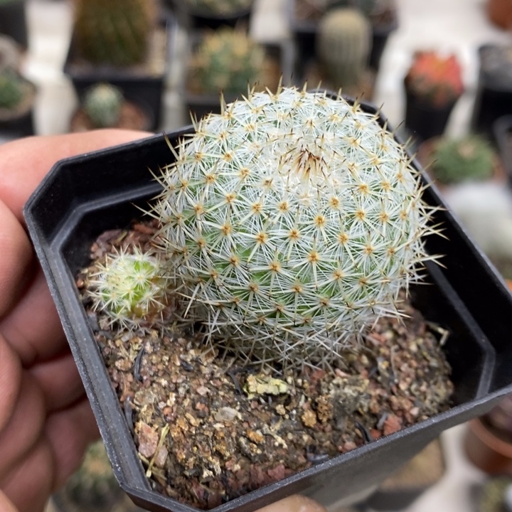 实生白刺丸带崽特价