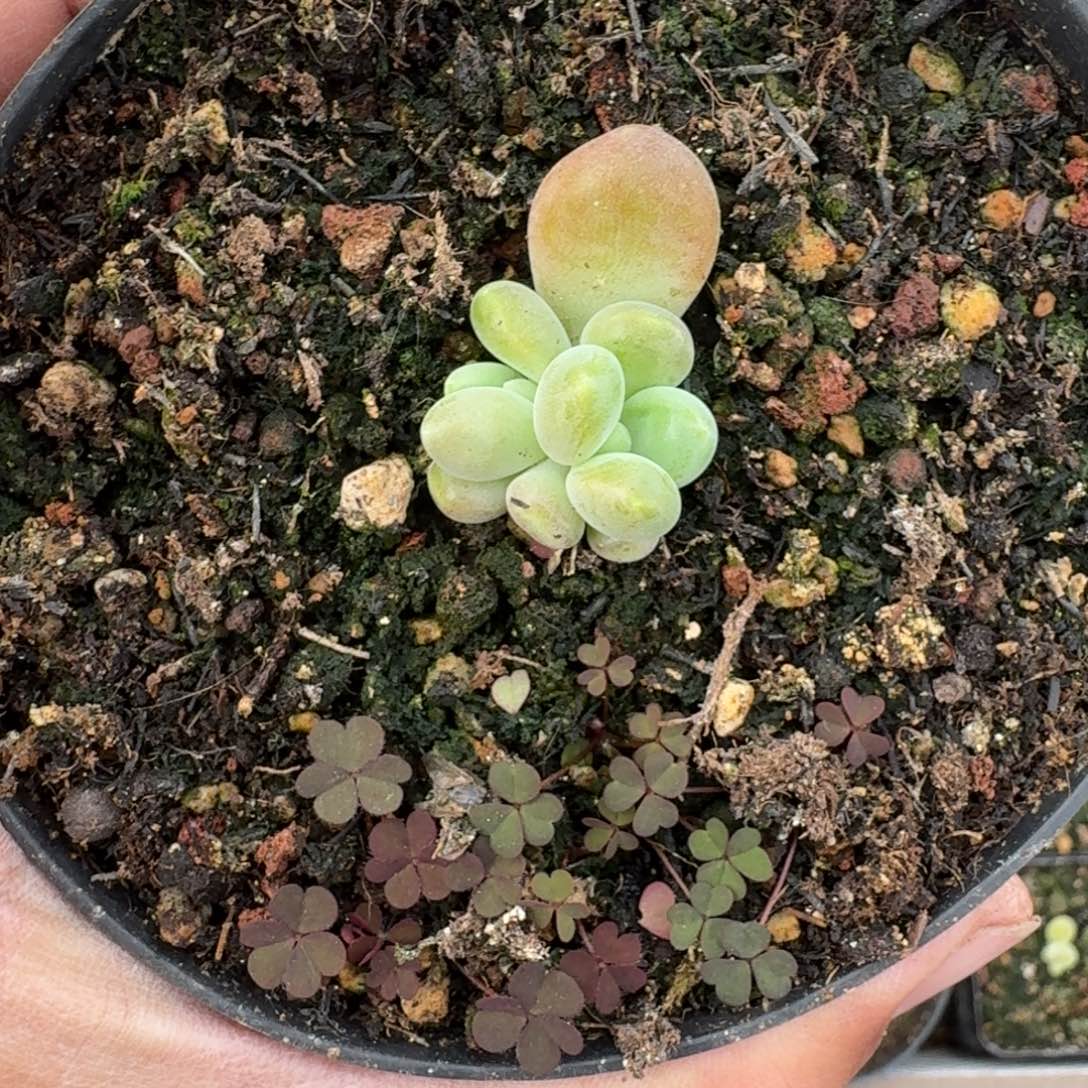 库克 叶插 一物一拍