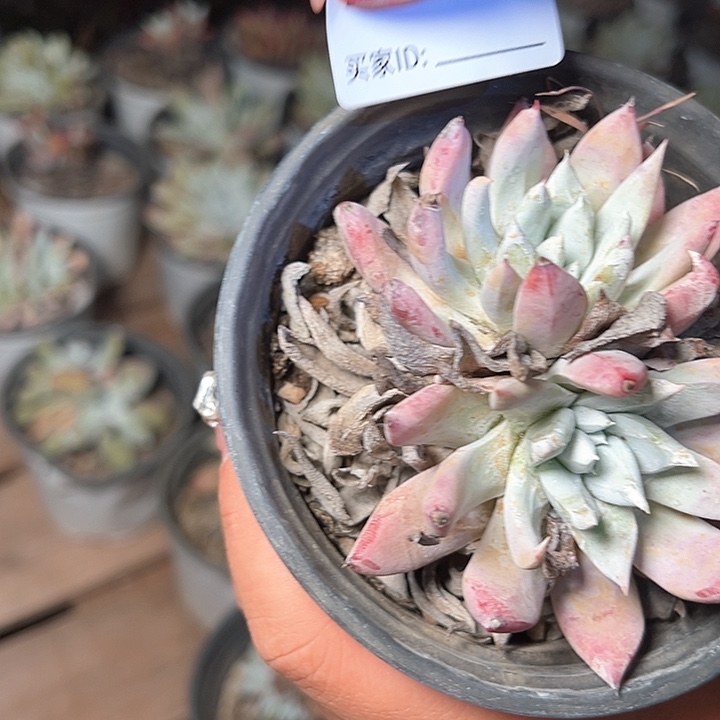 755哈哈哈哈哈哈哈哈哈