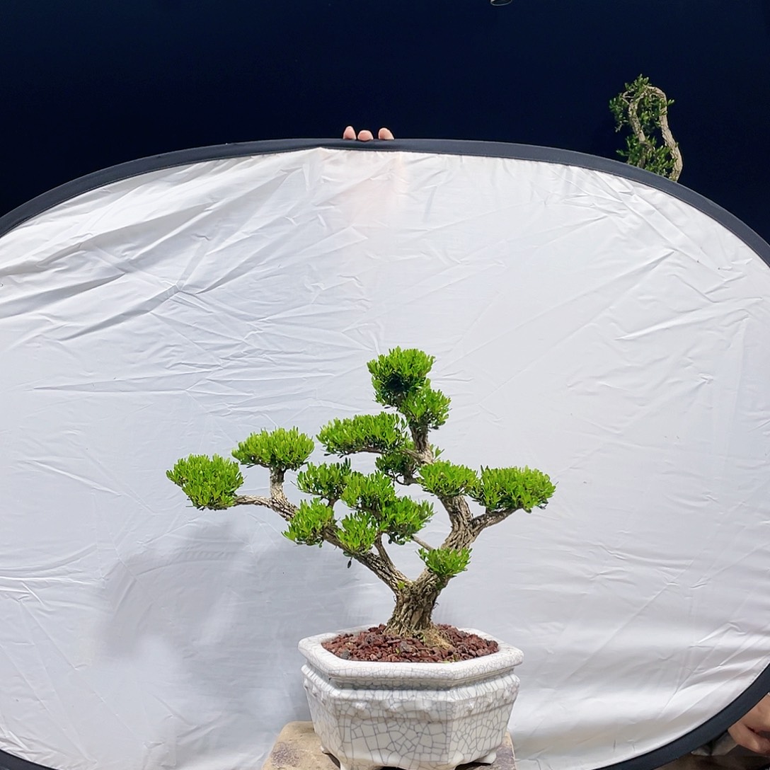 完全开放黄杨盆景四季常青