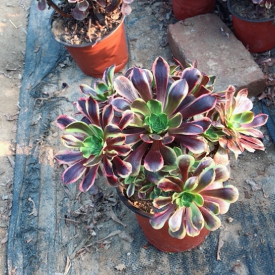 欧佳丽法师多肉植物18
