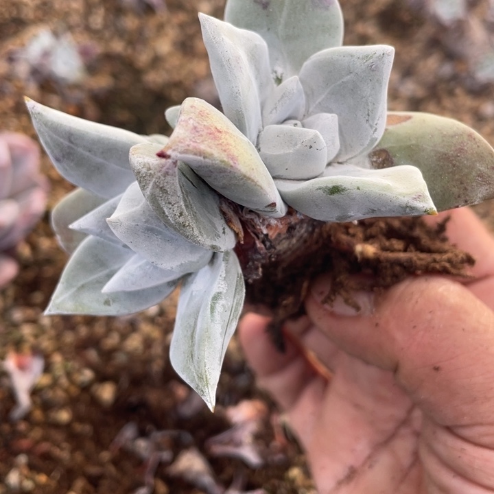 大圆叶苹果叶群生福利