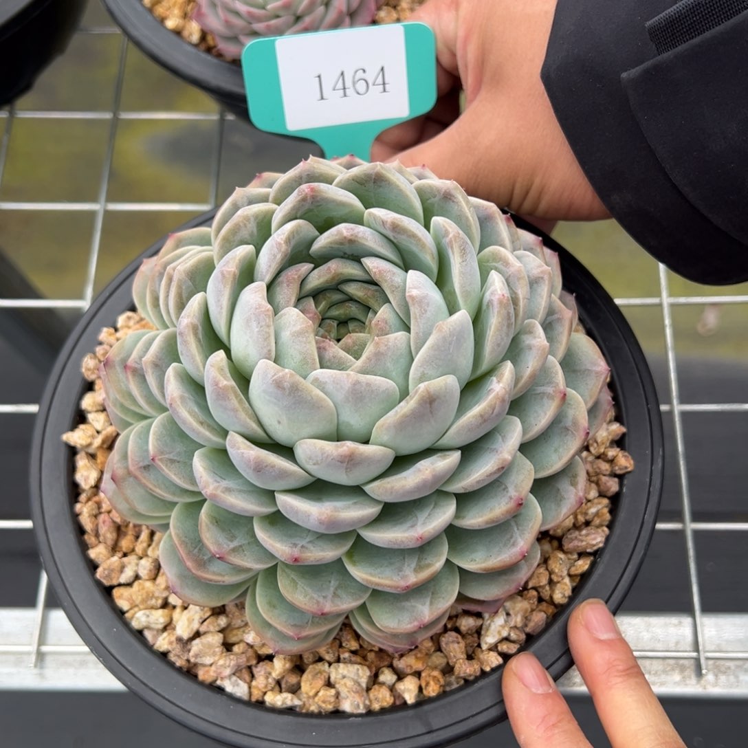 做**婆1464肉多哦娜多哦