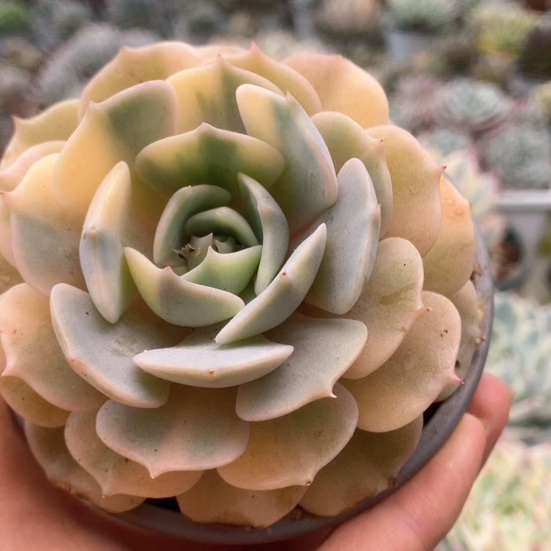 121露娜莲锦锦锦锦锦锦