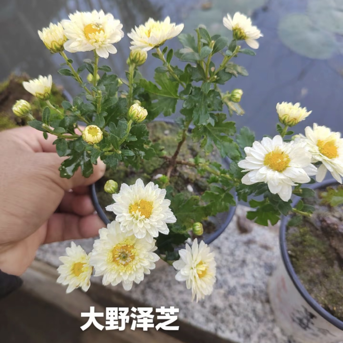 木本菊一物一拍好养易活造景素材盆景菊多年生耐旱耐热