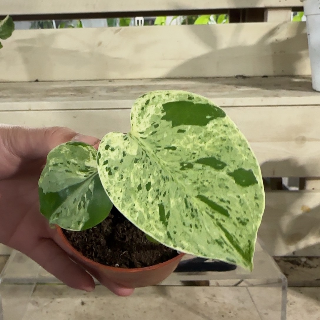 无花朵妙蛙龟背竹