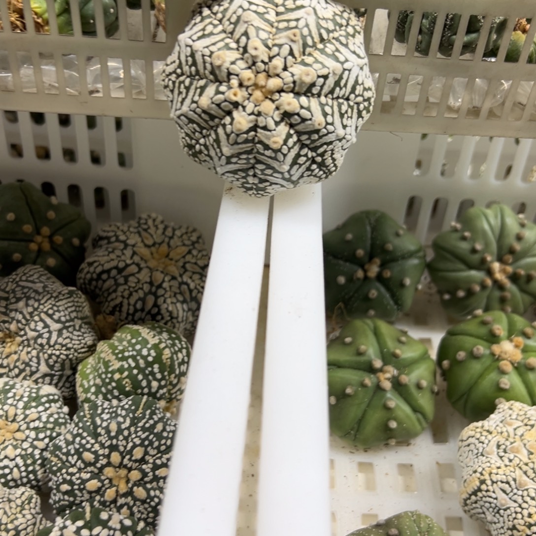 S929号兜仙人球多肉