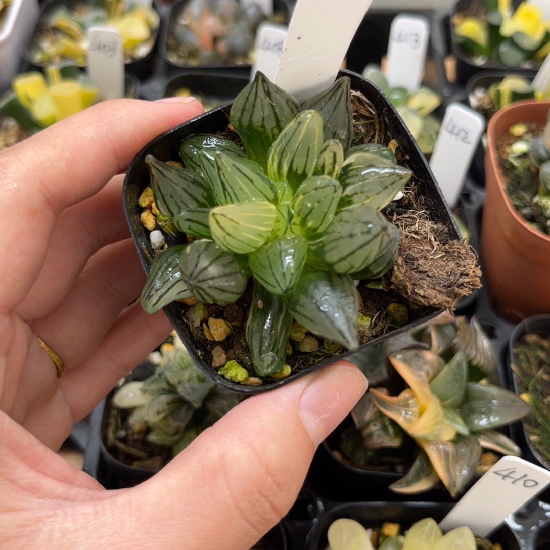 401西瓜寿锦一物一拍