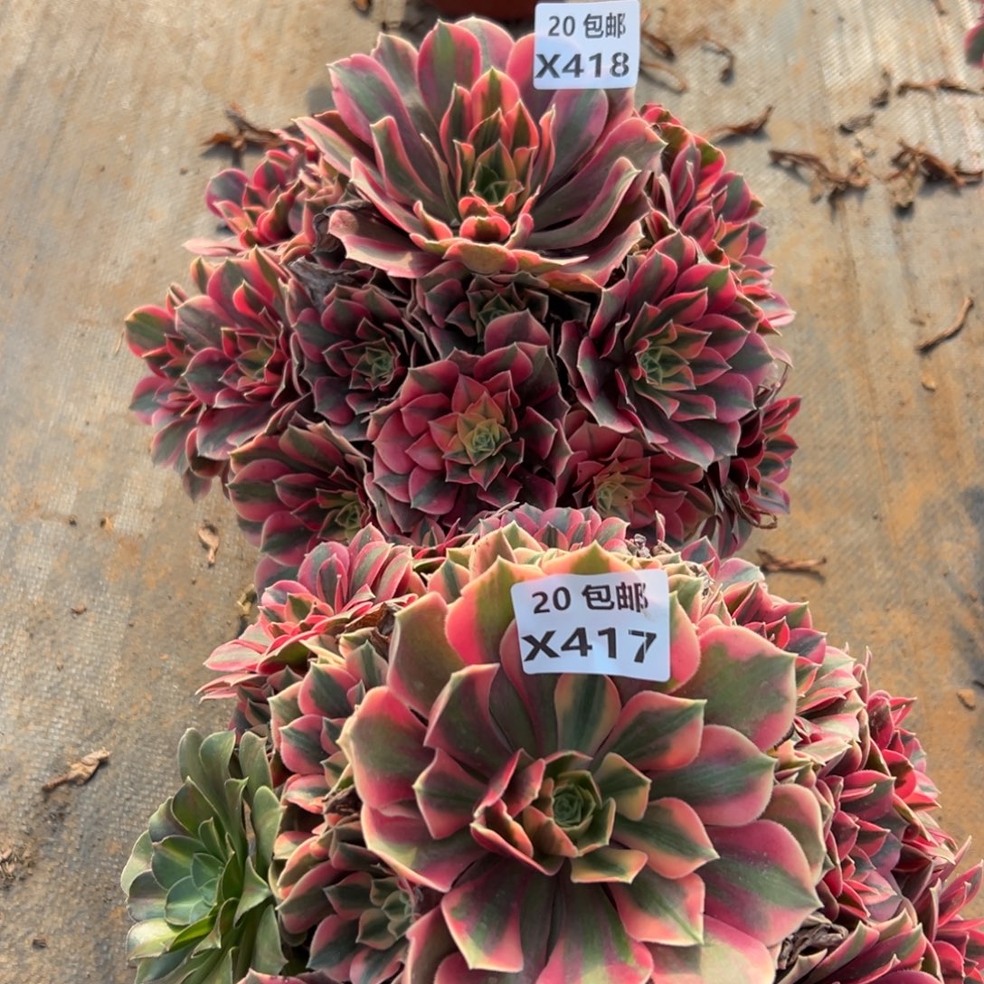 小***贝2颗组合女妖，满20包邮