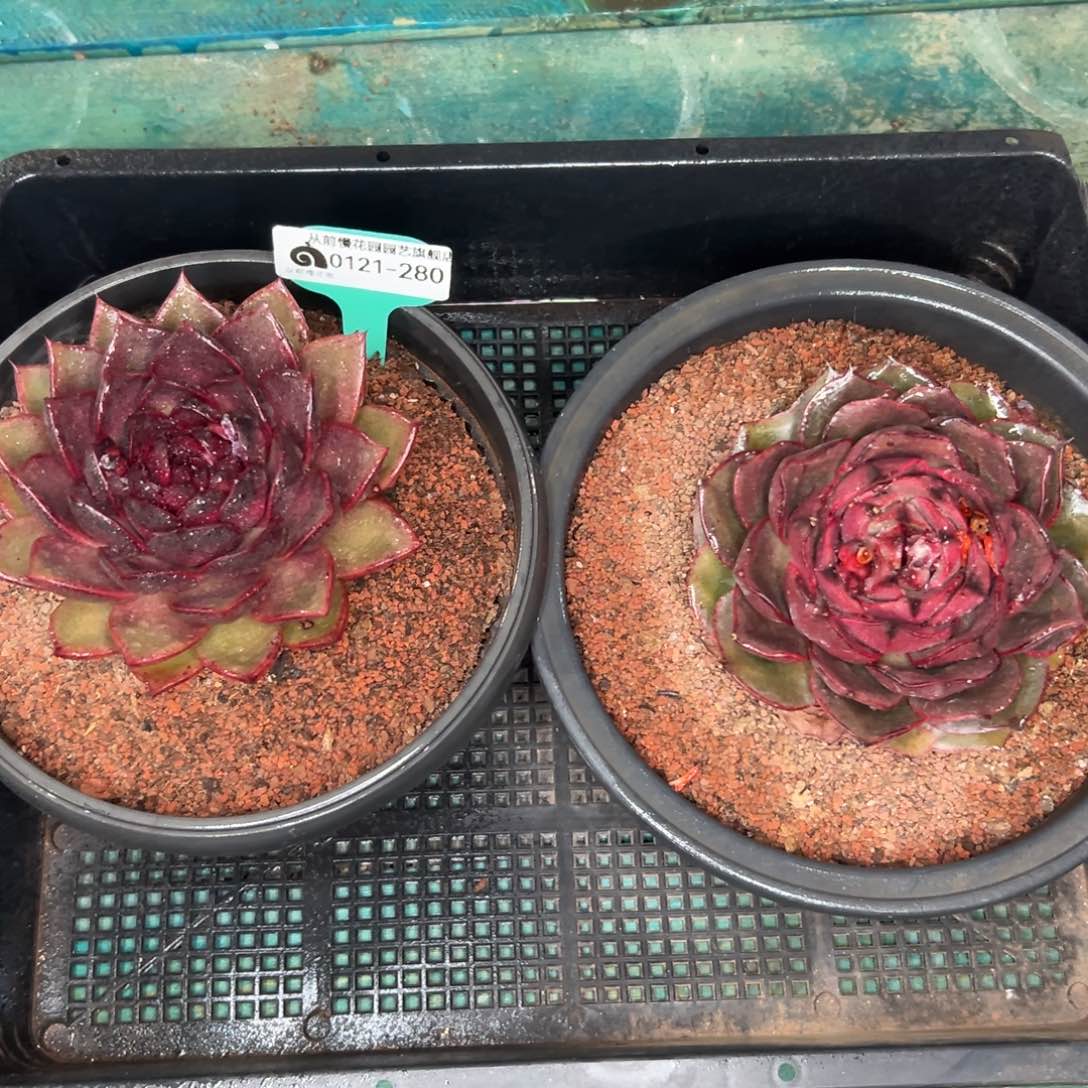 多肉精选编号0121.280