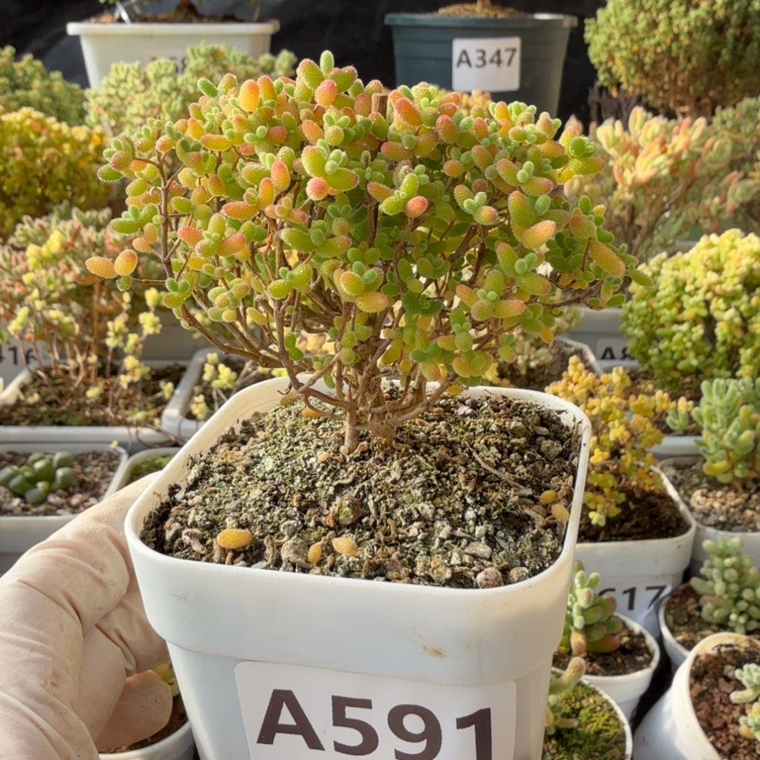 A591蜜橘糖球整点福利