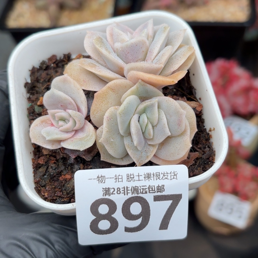 可爱玫瑰无盆土发货