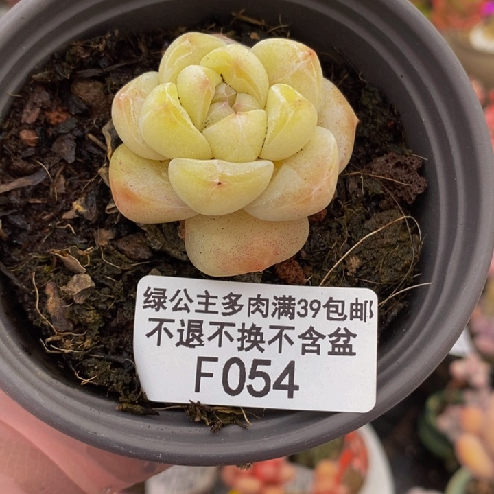 冰玉单头054多肉植物
