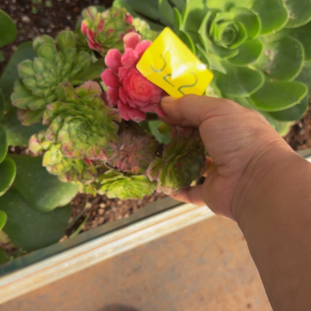 哈哈多肉葡萄福利522