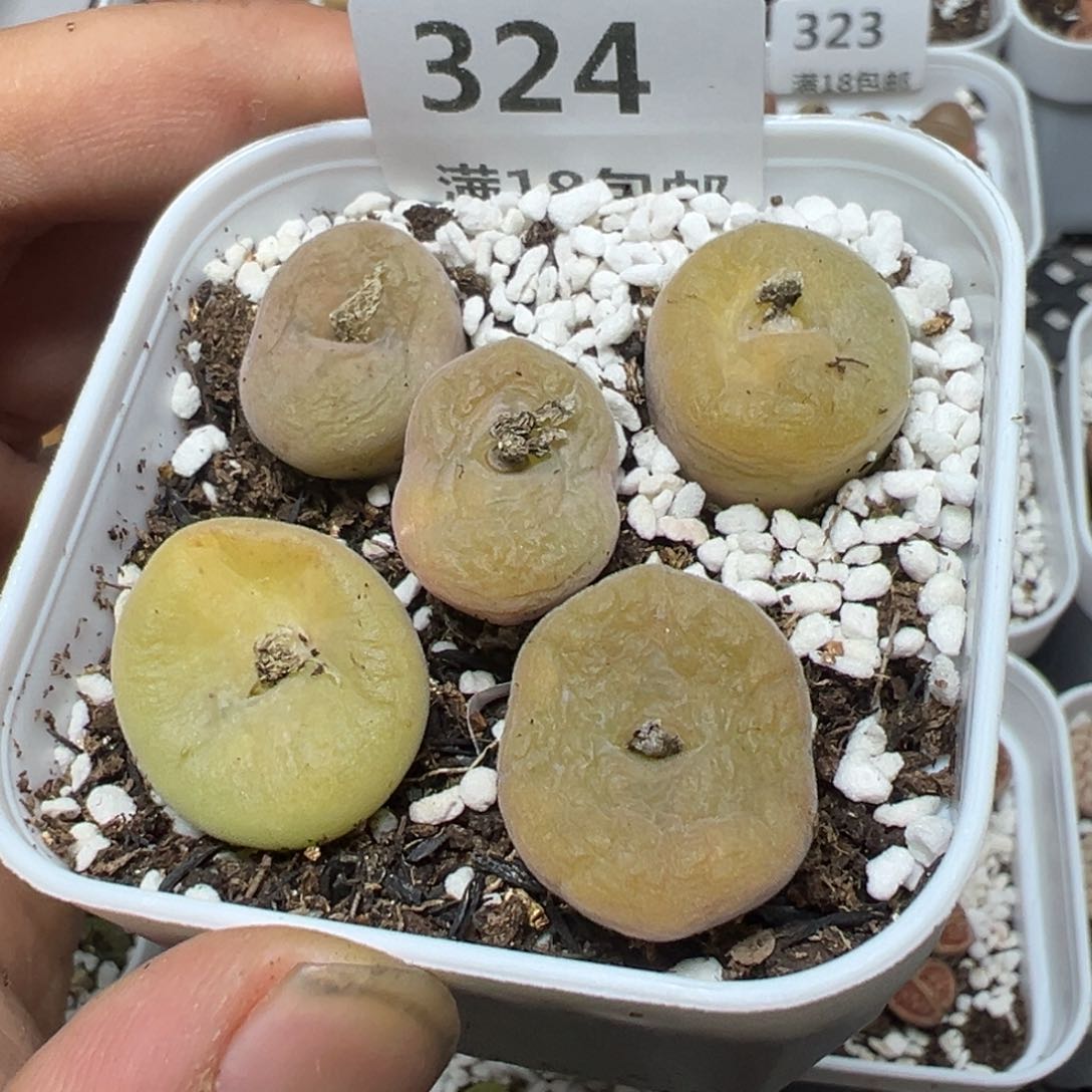 【闪购商品】 324。     