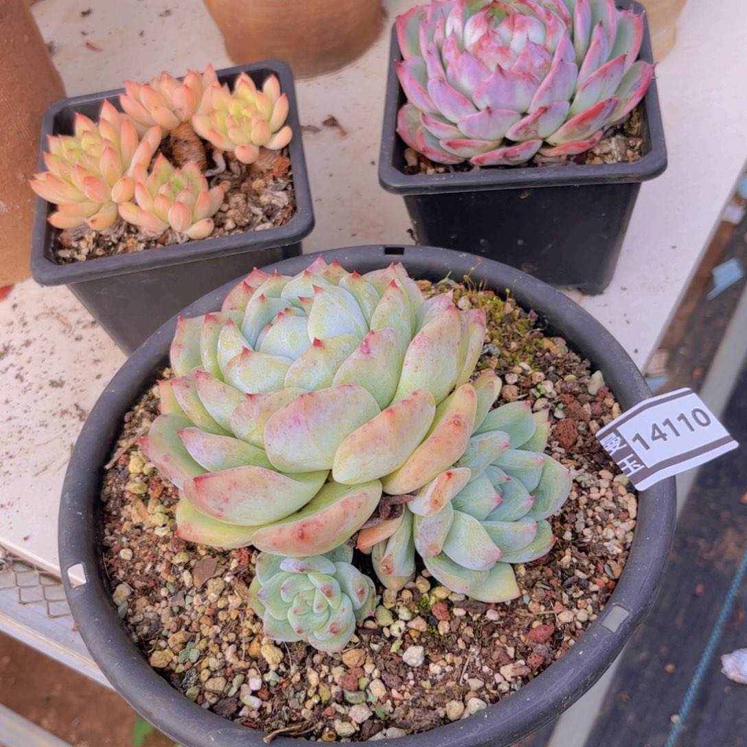 白拉糖多肉植物14110